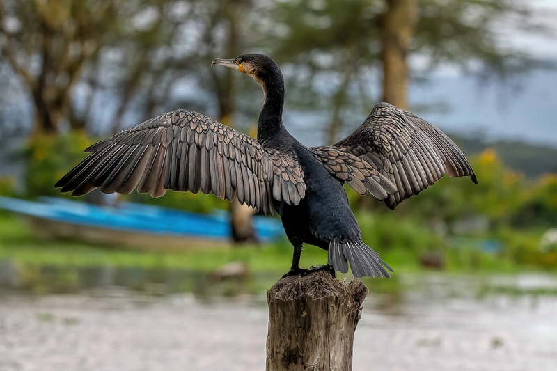 Merit For Print Drying Off By Swarna Wijesekera