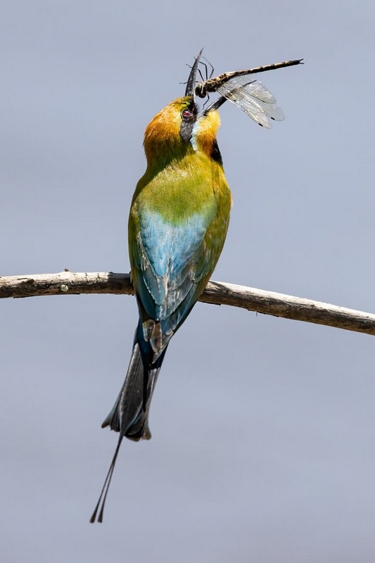 Merit For Print TIME FOR A SNACK By Kerri Anne Cook