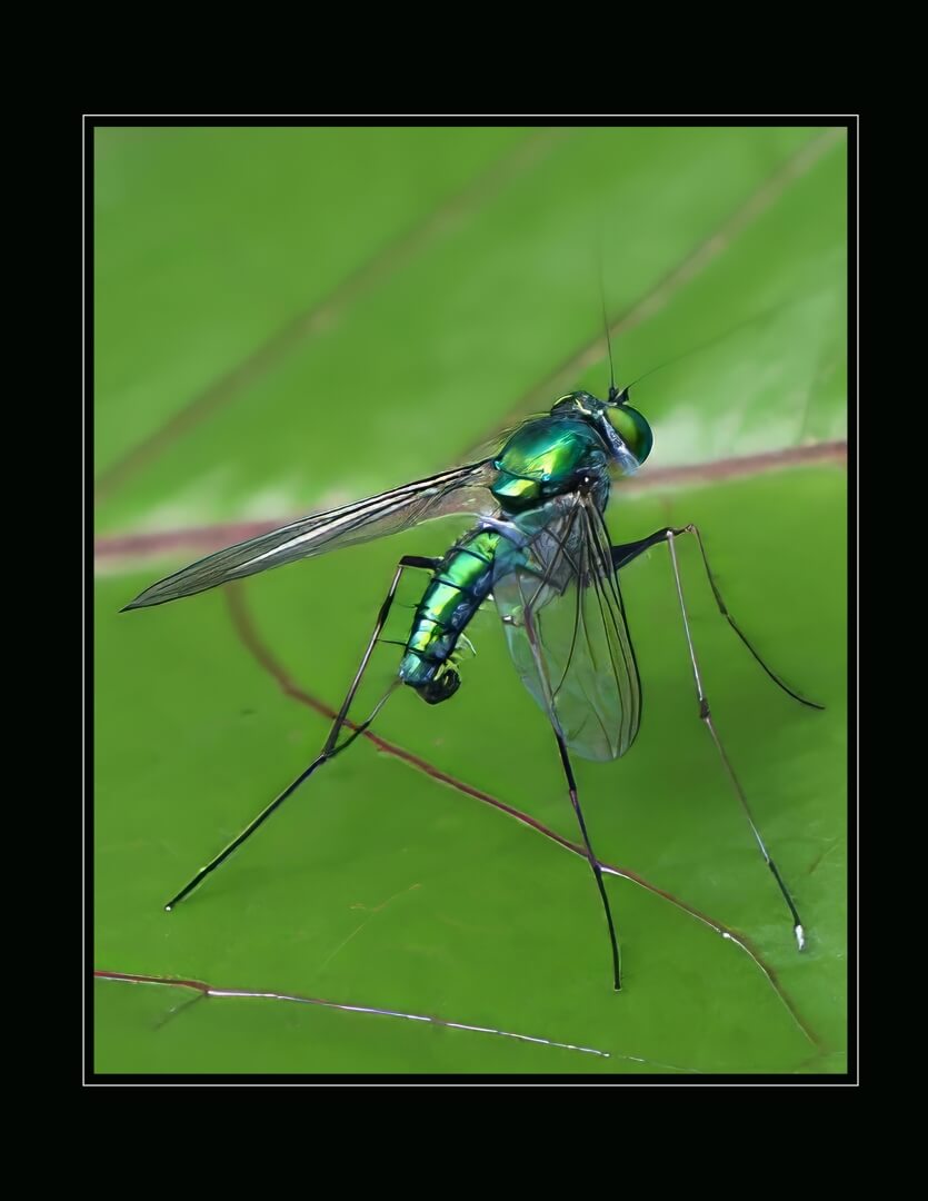 Honour For Digital Stingy Thingy By Wendy Buick