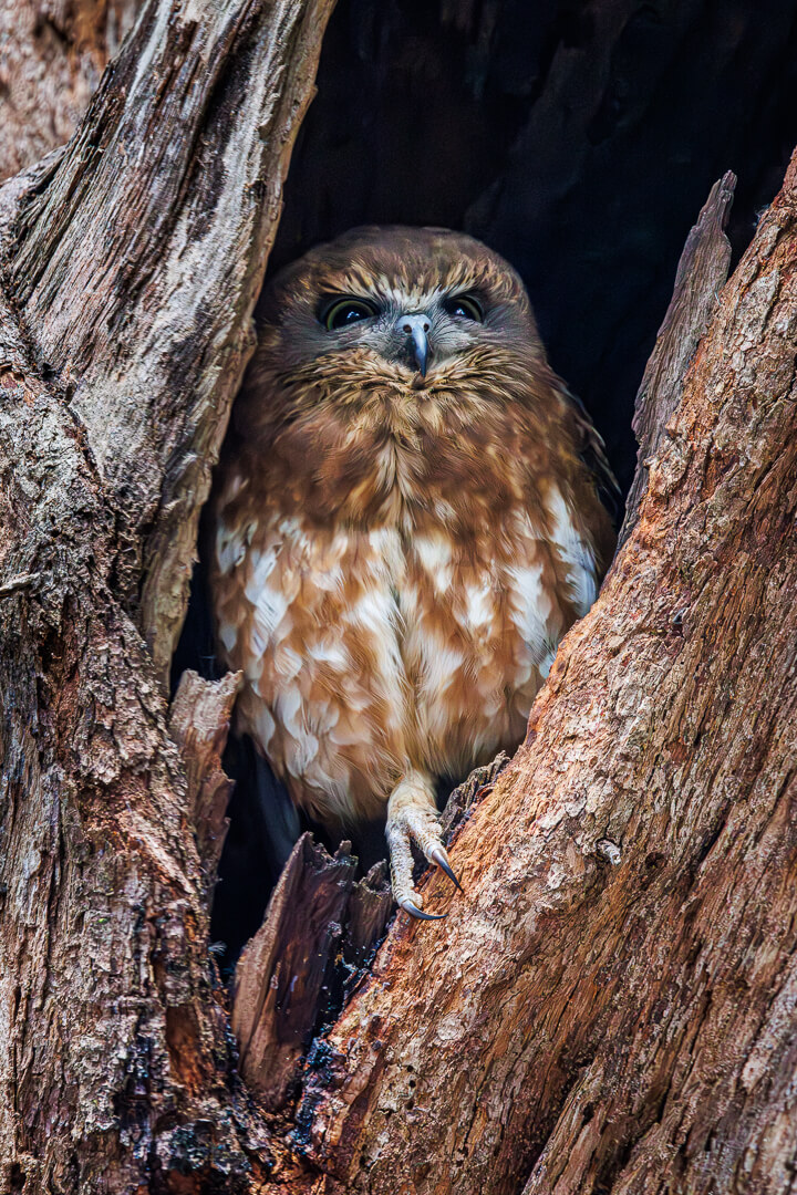 Honour For Print Boobook Owl By Lekha Suraweera