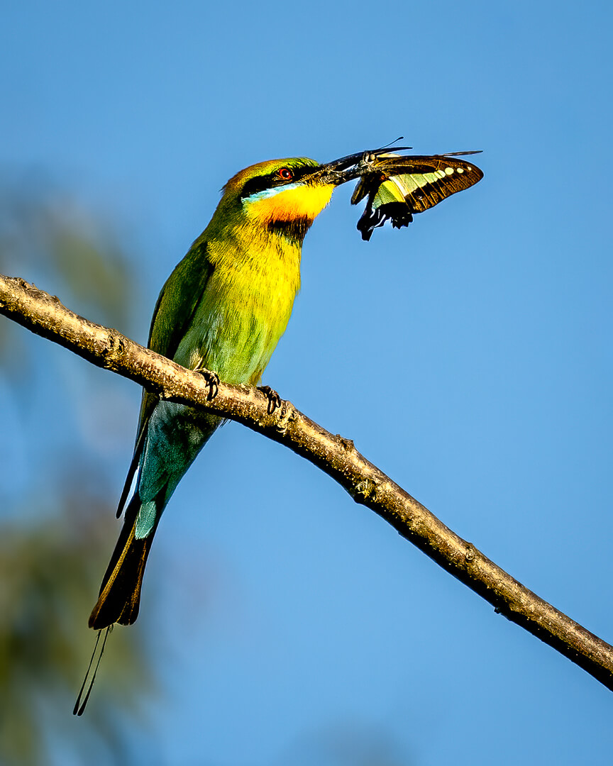 Merit For Digital Butterfly Breakfast By Hector Beveridge