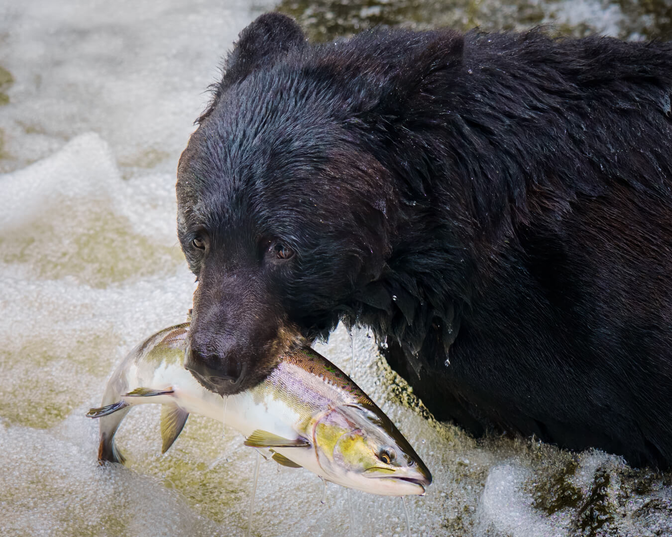 Merit For Digital Fresh Salmon For Breakfast By Geoffrey Hui