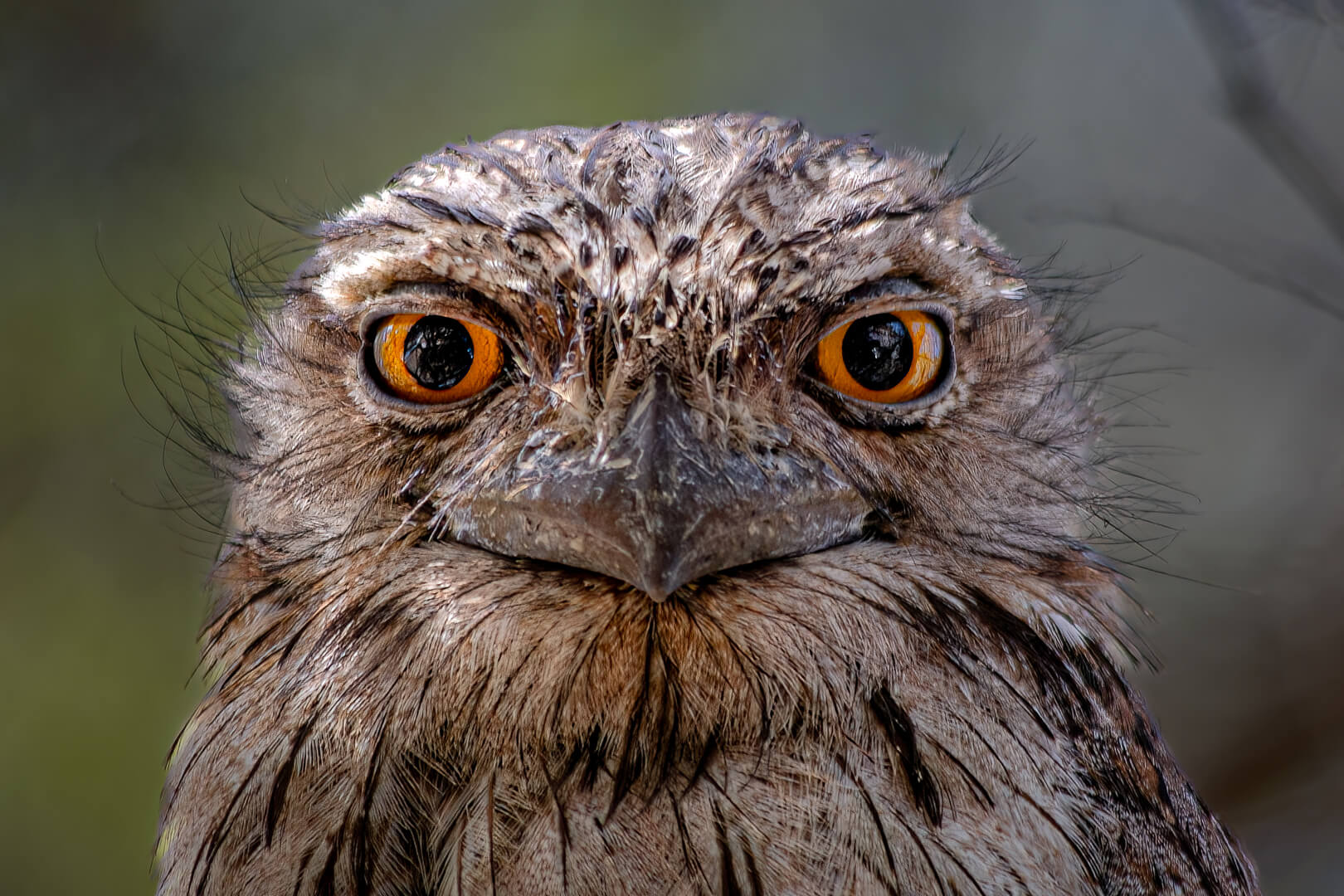 Honour For Digital A Tawny Stare By Hector Beveridge