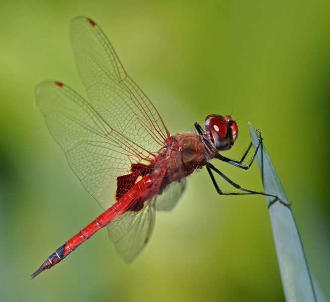 Honour For Common Glider Looking Up By Ann Smallegange