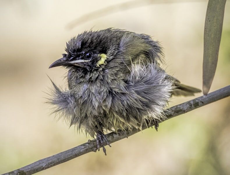 Merit For Bad Hair Day By Sandra Anderson