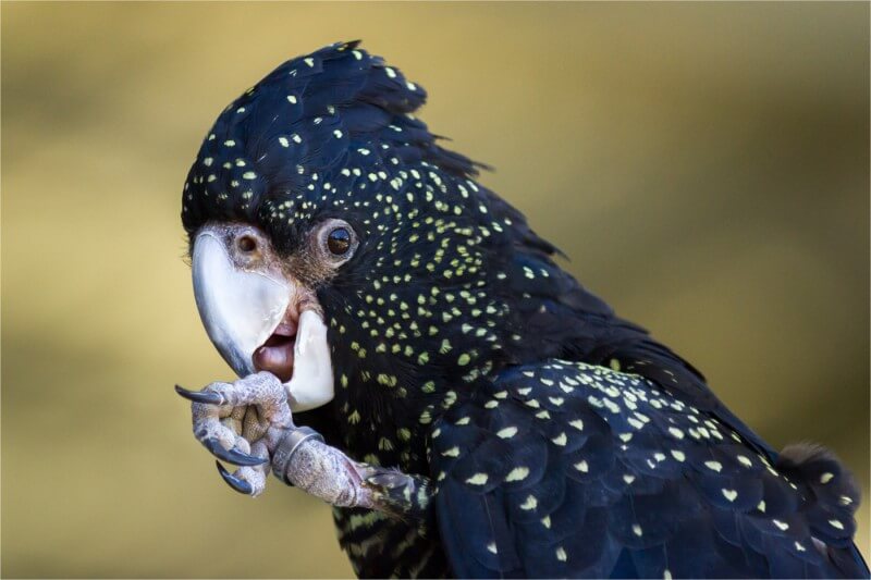 Merit For Black Cockatoo By Suzanne Edgeworth