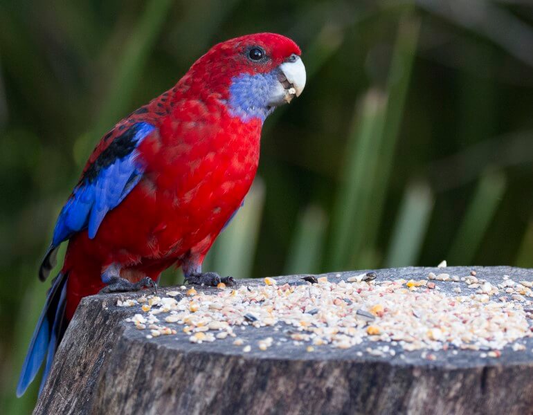 Merit For Crimson Rosella By Cheryl Profke