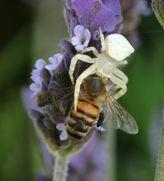 Merit For Flower Spider With Bee By Ann Smallegange