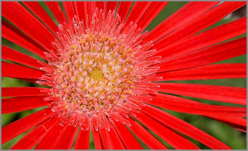 Merit For Gerbera Flower By Ajantha Vithanage