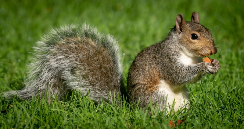 Merit For Boston Squirrel By Jefferey Mott