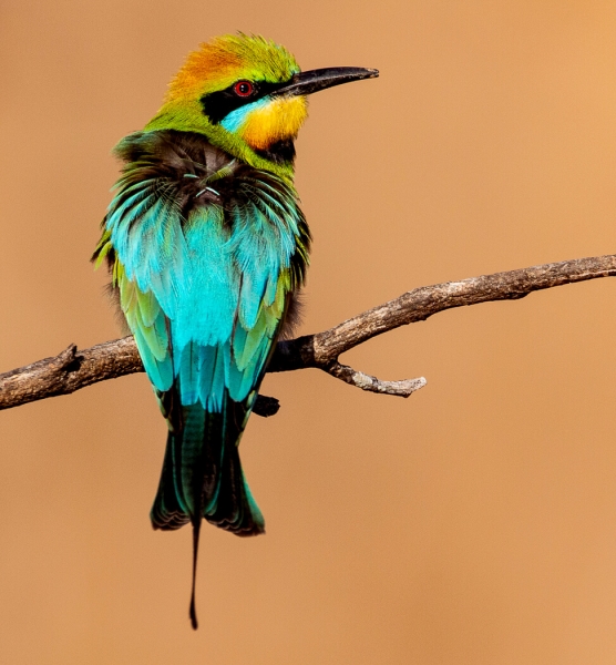 Merit For Rainbow Bee Eater By Cheryl Profke