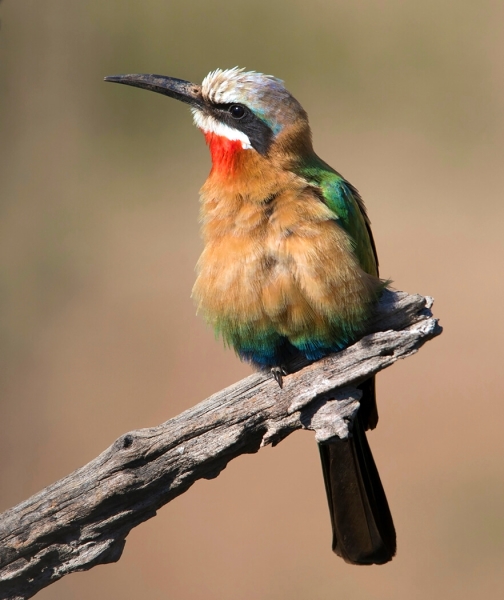 Merit For White Fronted Bee Eater 2 By Lesley Clark