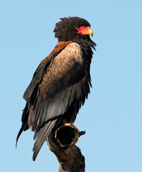 Merit For Bateleur By Lesley Clark