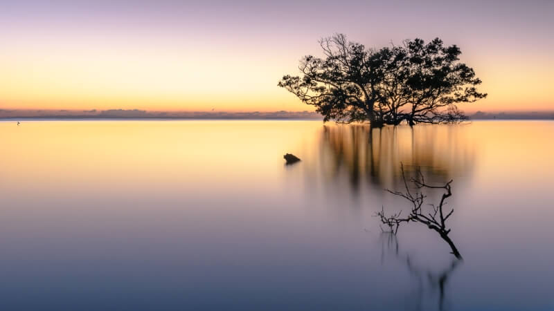 Merit For Mangrove Morning By Ian Sweetman