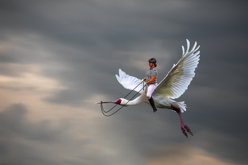 Merit For Bird Rider By Sam Fernando
