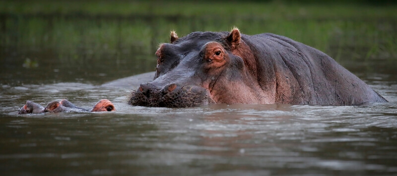 Honour For Hippo Mating 3 By Sam Fernando