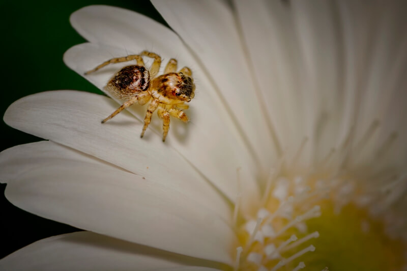 Honour For Jumping Spider By Margaret Yeo