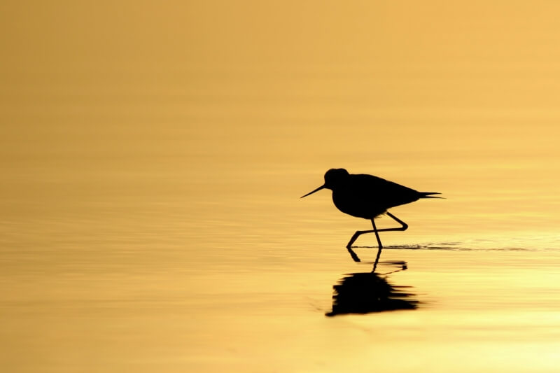 Merit For Morning Stroll By Heidi Wallis