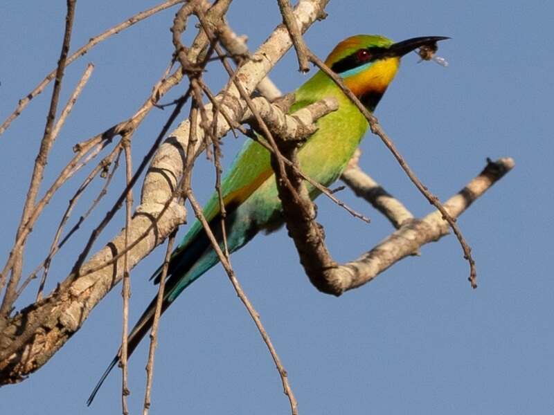 Merit For Rainbow Bee Eater With Bee By Dorothy Harkins