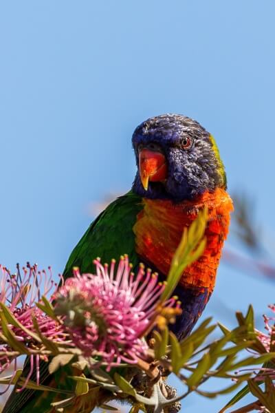 Merit For Rainbow In Grevillia By Chris Ross