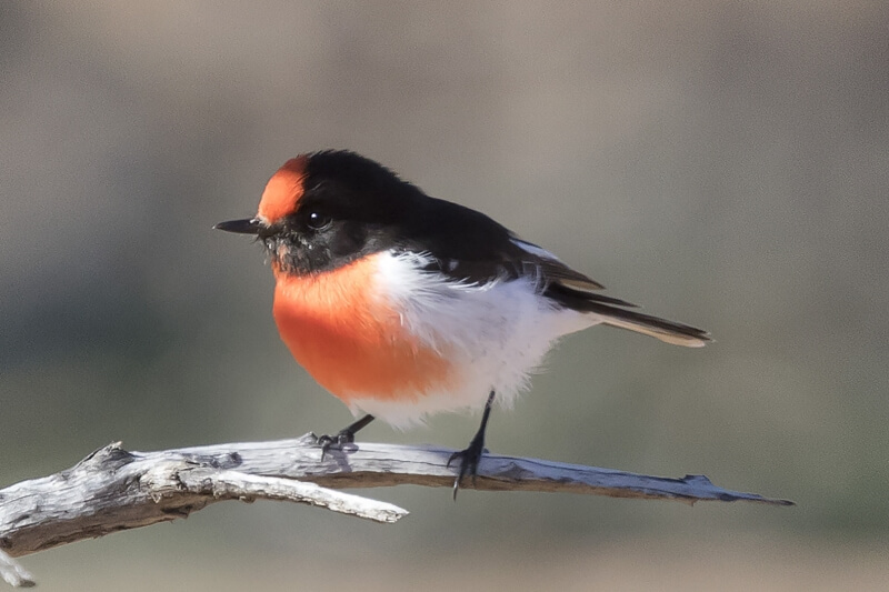 Merit For Red Capped Robin By Liann Haaima
