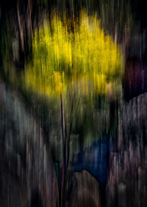 Honour For Wattle In Bloom Girraween By Geoffrey Hui