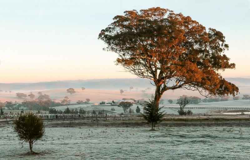 Honour For Early Morning By Peter Varley