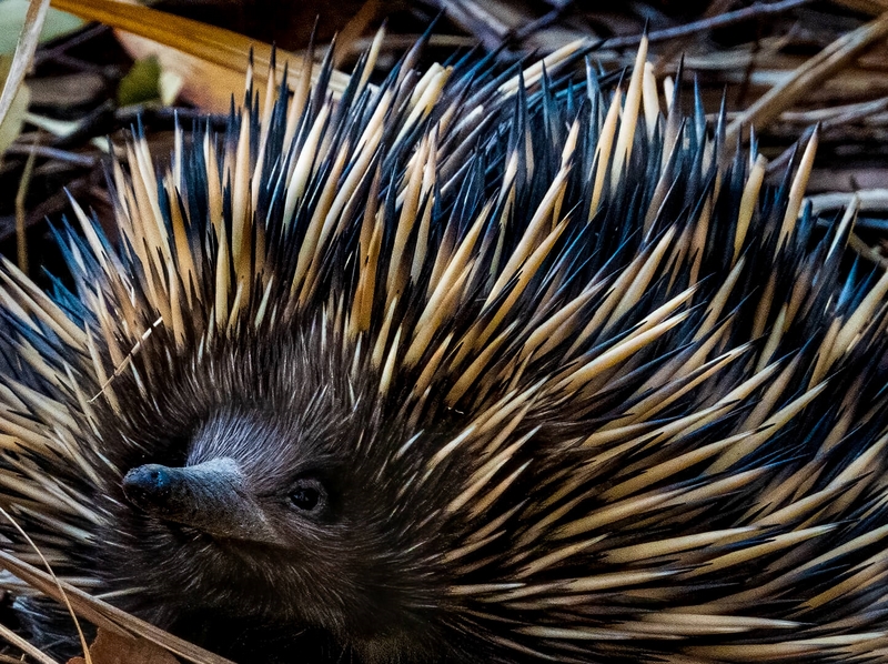 Honour For Digital Echidna1 By Christine Jull