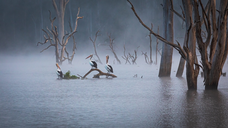 Honour For Digital Pelican Perch By Bruce McDonald