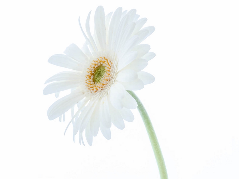 Honour For Digital White Gerbera By Christine Jull