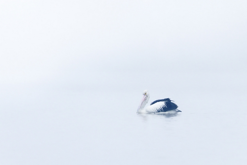 Merit For Digital A45 Pelican In The Mist By Heidi Wallis