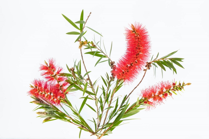 Merit For Digital Bottlebrush By Michelle Coles