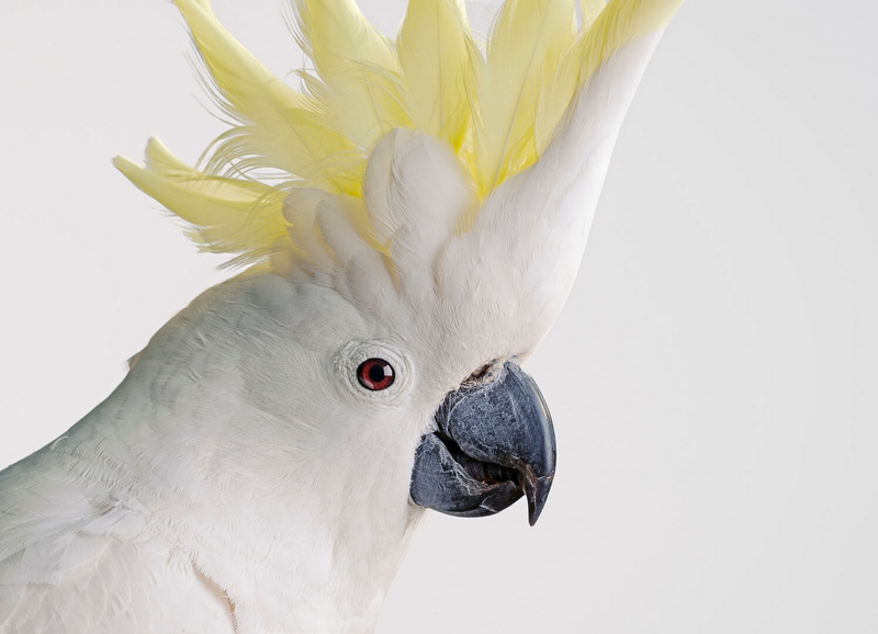 Merit For Digital Cockatoo By Jefferey Mott