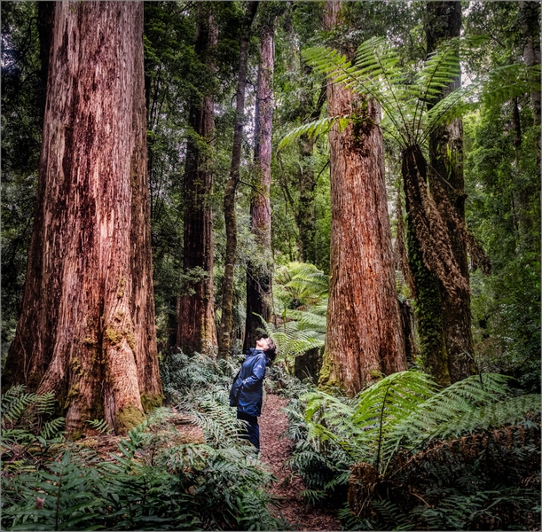 Merit For Digital Tarkine Awe By Paul MacKay