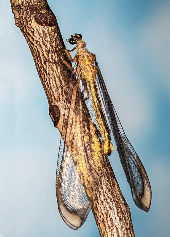 Merit For Print A029 Lacewing Mothjpeg By Bob Garnett