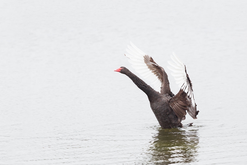 Merit For Print Black  Swan  In  A  Flap By Eligia Sword