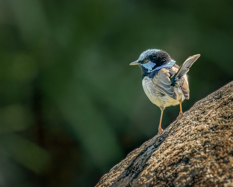 Merit For Print Superb Fairy Wren By Lekha Suraweera