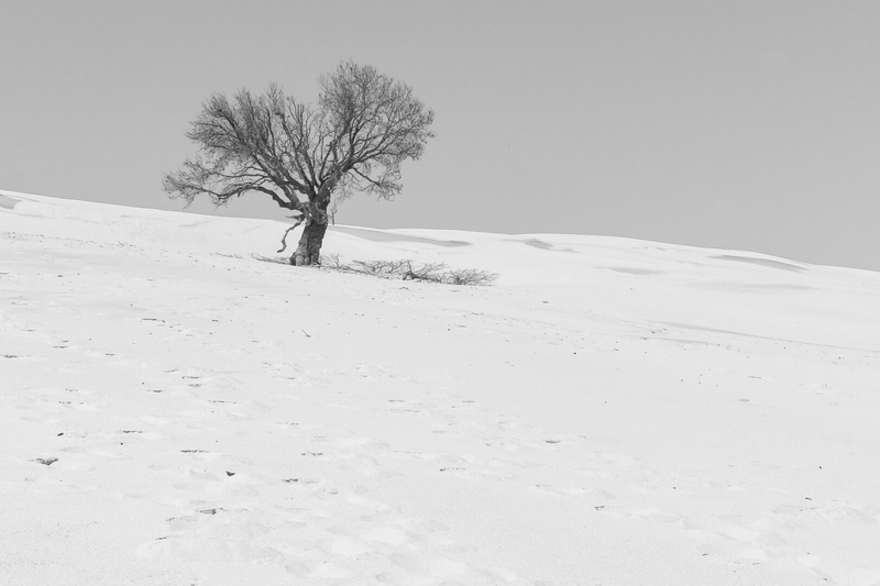 Merit For Print The Last Tree By Susan Chisholm