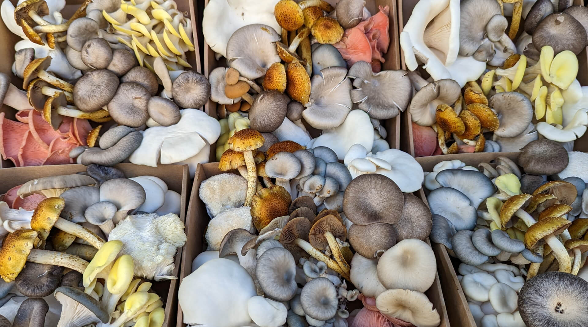 Honour For Digital 101 Mushrooms Galore By Trudi Aykens