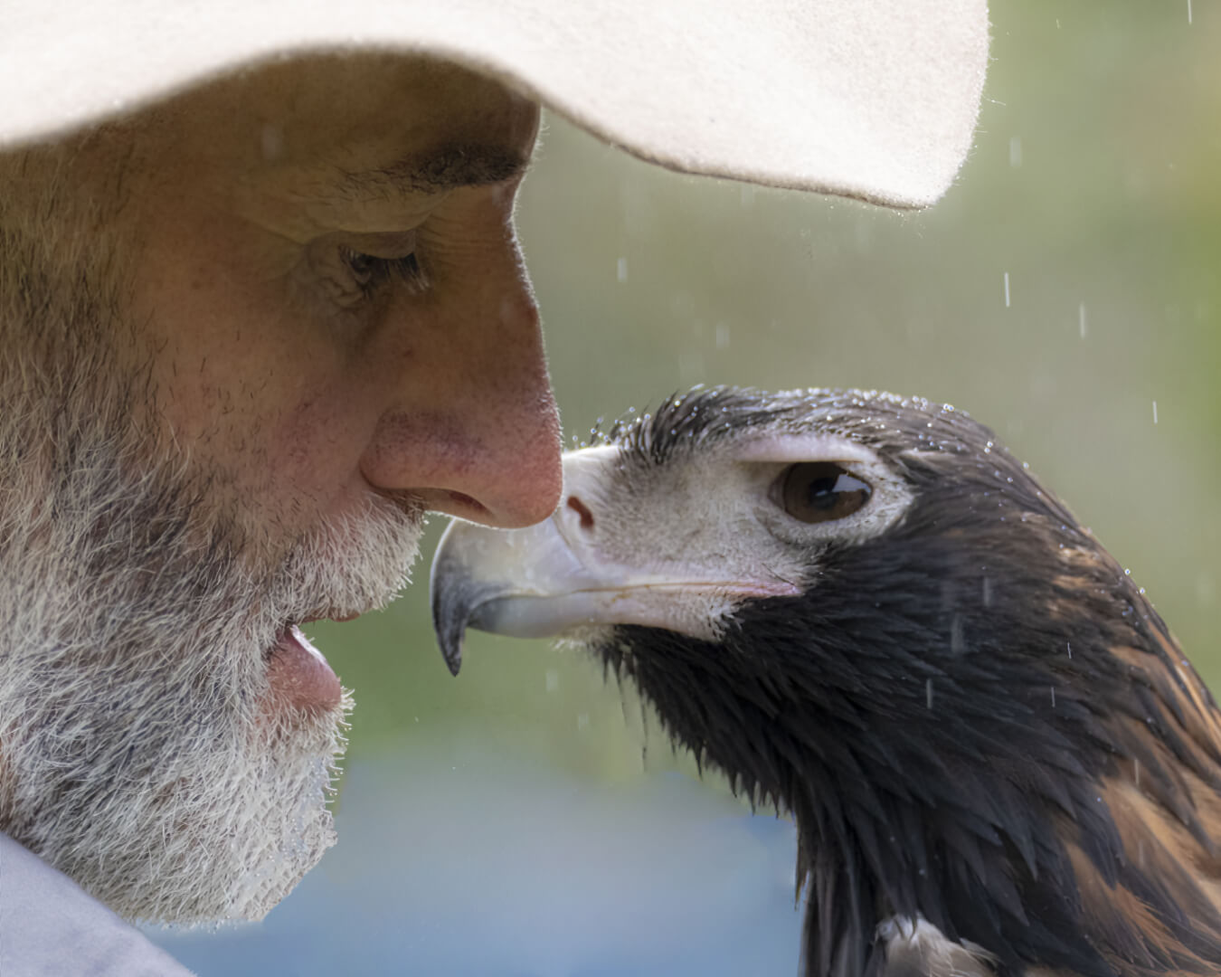 Honour For Digital A Man And His Bird In The Rain By Dorothy Harkins