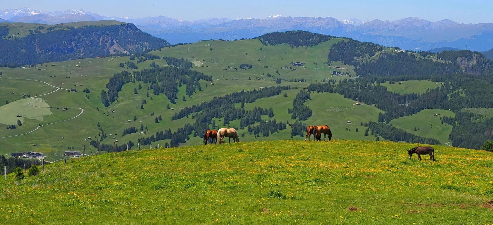 Honour For Digital Just Grazing By Christine Jull