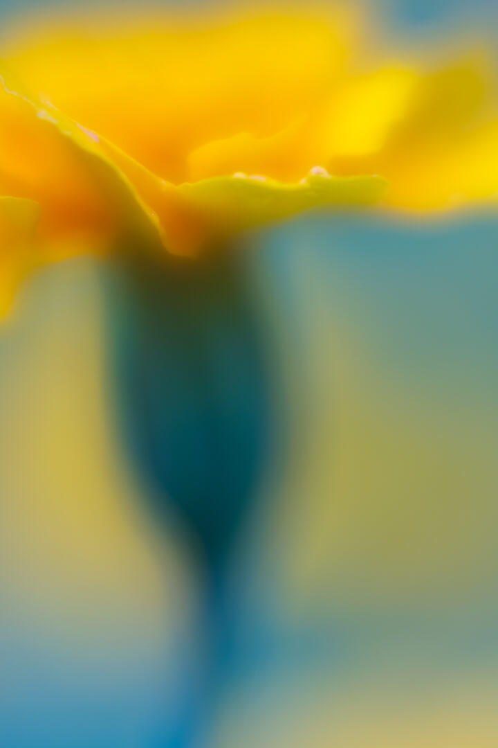 Honour For Digital Marigold Flower By Lekha Suraweera
