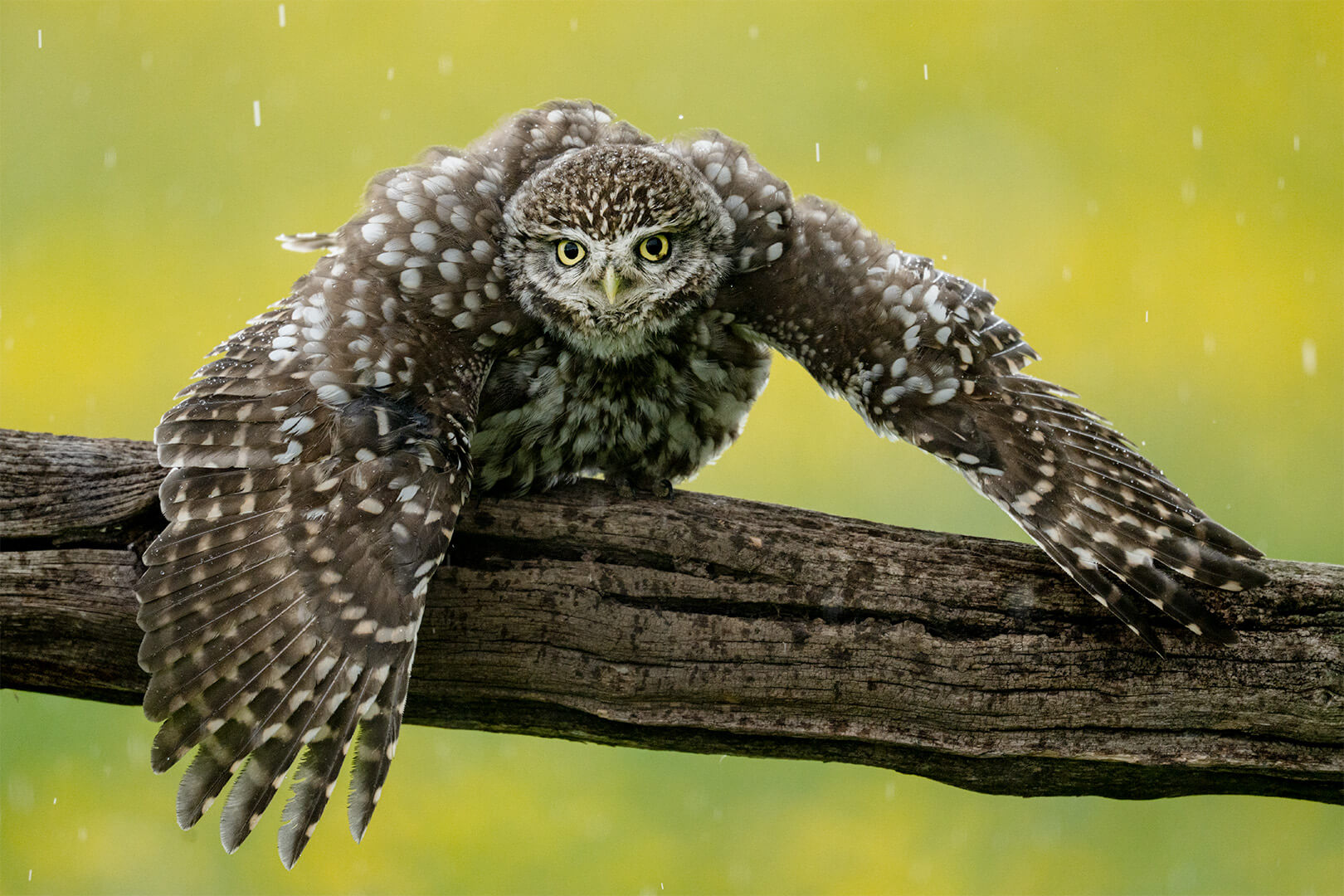 Honour For Digital Little Owl Showering In The Rain By Jefferey Mott