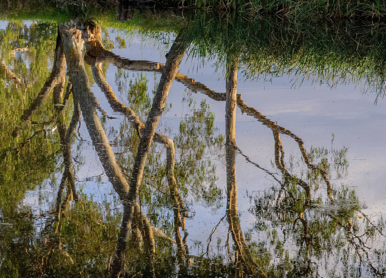 Merit For Digital Condamine Reflection By Alan Wigginton