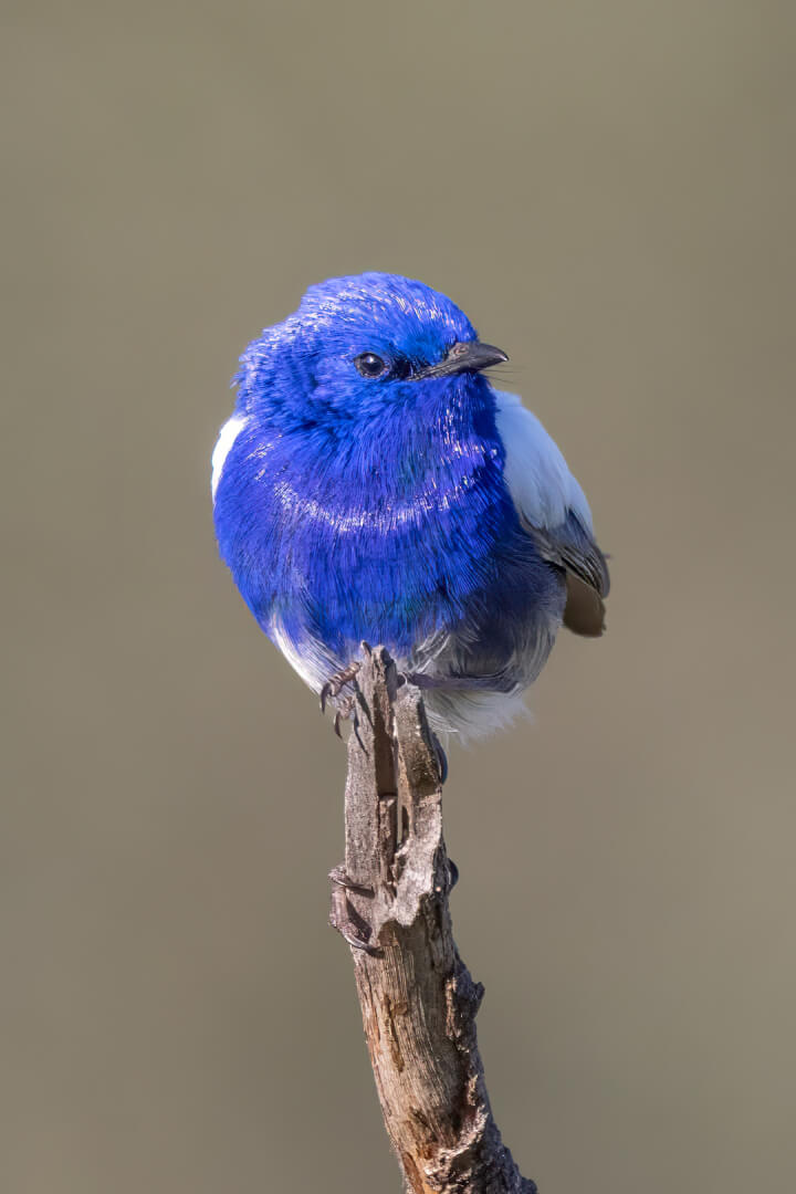 Merit For Digital Showing My Best Side By Kerri Anne Cook