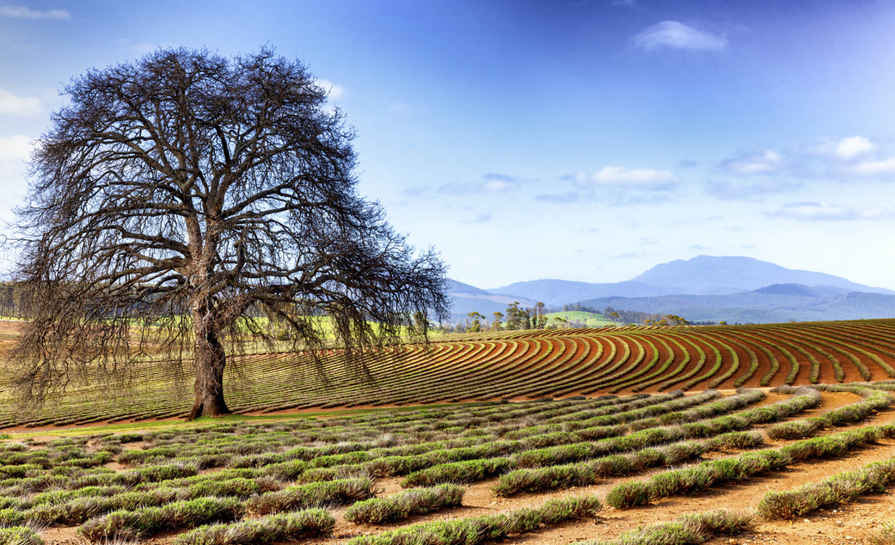 Merit For Print A79 Lavender Farm Jpg By Rosslyn Garnett