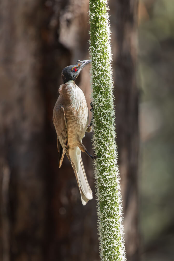Merit For Print Fryer Feeding By Bruce McDonald
