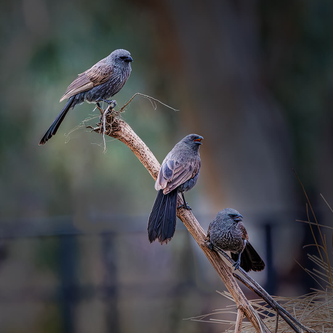 Merit For Print Planning A Nest By Lekha Suraweera