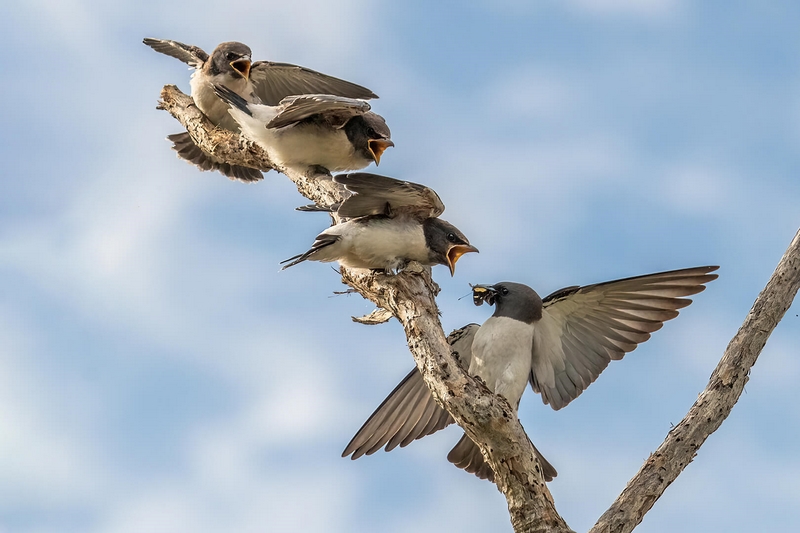 Honour For Digital Dinner Time By Kerri Anne Cook