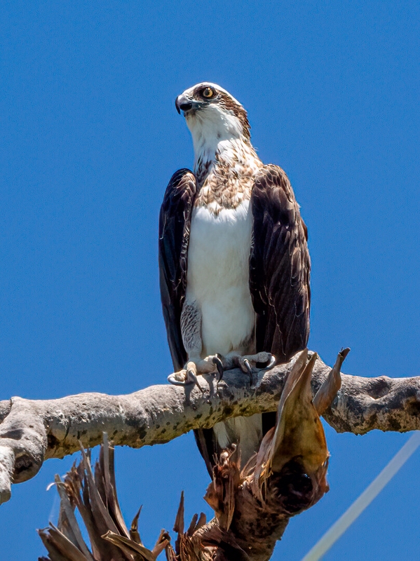 Honour For Digital Looking For Dinner By Christine Jull